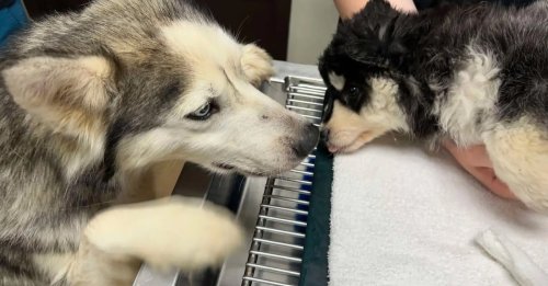 Cette maman Husky ayant vécu dans la rue ne peut pas supporter l’idée d’être séparée de son chiot et veille sur lui durant son opération de la patte