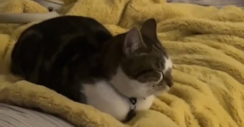 Une chatte s'invite au hasard chez une voisine traumatisée par un cambriolage et devient sa meilleure amie le temps d'une soirée (vidéo)