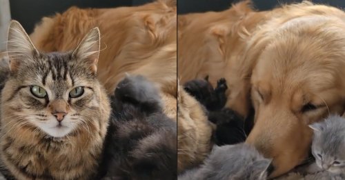 Une chatte épuisée par la maternité laisse volontiers son ami chien l'aider à s'occuper de ses chatons (vidéo)