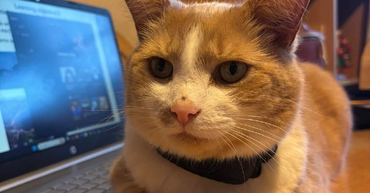 Un chat devient la star d'une université dont les étudiants n'hésitent pas à mettre la main à la poche en apprenant qu'il est malade