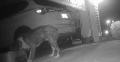 Les images capturées par une caméra dans le quartier redonnent espoir à une famille cherchant son chien depuis une semaine