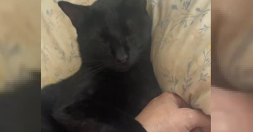 Un chat entre chez des inconnus et s'endort sur leur canapé comme s'il faisait partie de la famille (vidéo)