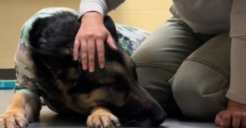 Elle pleure en silence en voyant sa famille repartir sans elle, la détresse de cette chienne bouleverse 7 millions de personnes sur TikTok