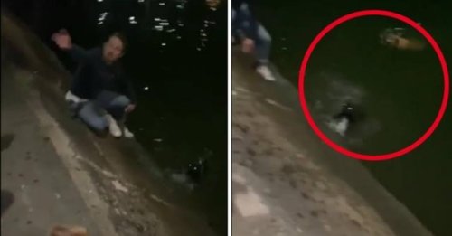 Un homme courageux n’hésite pas à se mettre à l’eau en pleine nuit pour sauver 2 chiens de la noyade