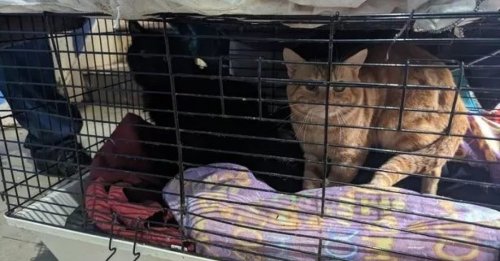 Le travail acharné d'une association met fin au calvaire de 11 chats et d'un chien découverts dans une maison insalubre