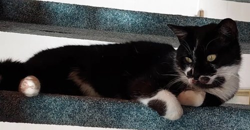 Après un incroyable périple à travers 3 pays, un chat disparu depuis un an retrouve enfin sa maîtresse
