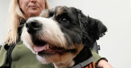 Ce chien qui déteste l’eau s’échappe du salon de toilettage et disparaît durant 3 jours avant d’être retrouvé grâce à un drone