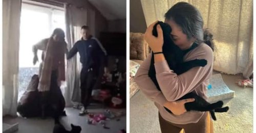 Une caméra immortalise les retrouvailles entre une jeune femme et son chat, disparu depuis 3 mois (vidéo)