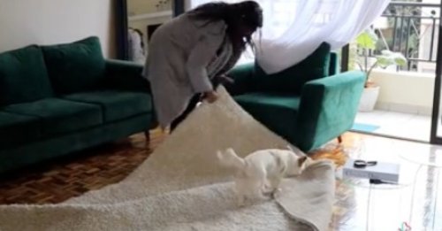 Un chien de refuge est heureux d’aider sa nouvelle propriétaire à faire le ménage (vidéo)