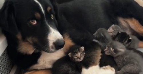 La vidéo attendrissante d'un chien qui devient la maman de substitution pour ces chatons pendant que leur mère prend une pause