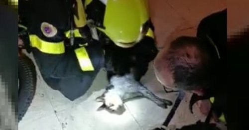 Intervenant sur un incendie, les pompiers sauvent un chat en pratiquant une réanimation cardiopulmonaire (vidéo)