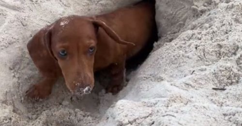 Lors d’une journée à la plage, ce Teckel miniature est fou de joie de pouvoir creuser des tunnels dans le sable (vidéo)