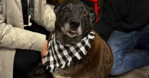 Un chien sénior espérant avoir droit à sa chance au refuge voit sa patience récompensée au bout de 1500 jours d'attente
