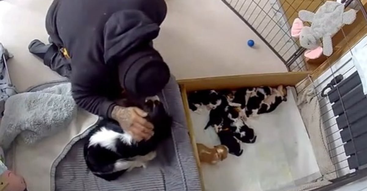 Un plombier va au-delà de son travail en mettant le chiot de son client en sécurité (vidéo)