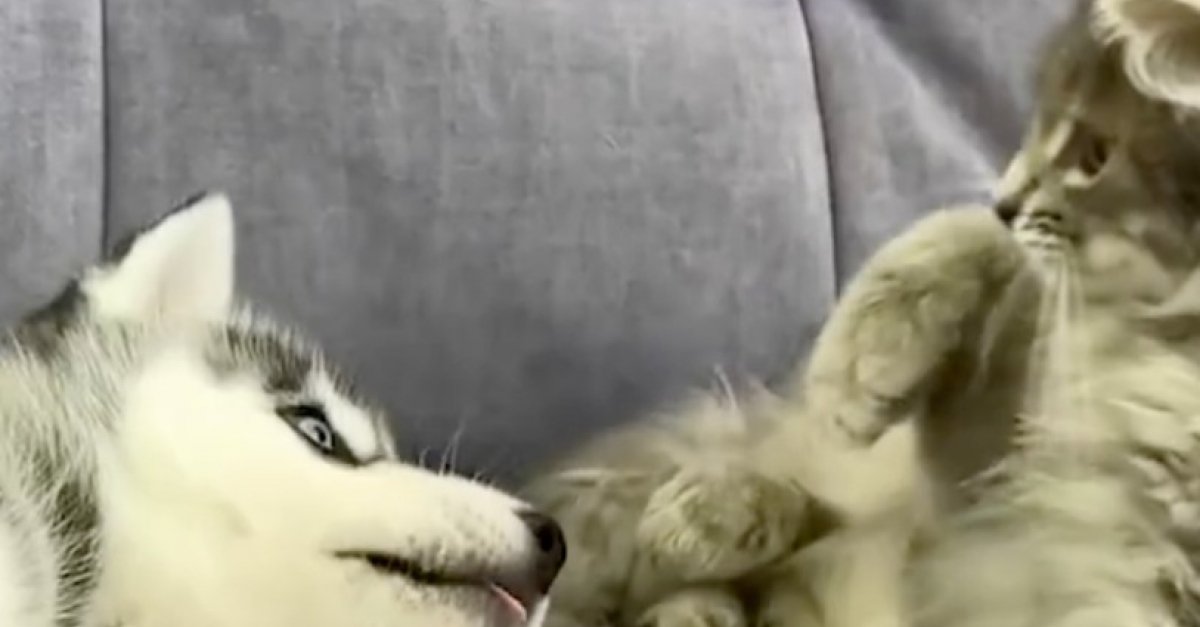 La rencontre pleine de tendresse entre un chiot Husky et un chaton laisse présager une belle complicité (vidéo)