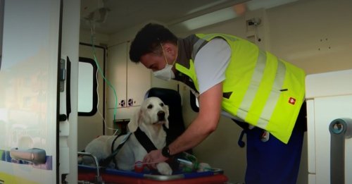 En Suisse, les animaux de compagnie ont droit à leur ambulance en cas d'urgence médicale