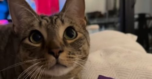 Ce chat maîtrise à la perfection l'art de faire les yeux doux à ses humains pour satisfaire sa gourmandise (vidéo)