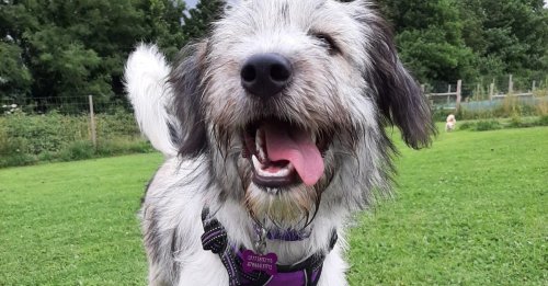 Un chien disparaît pendant 9 jours. Après maintes recherches infructueuses, ses propriétaires déploient un drone