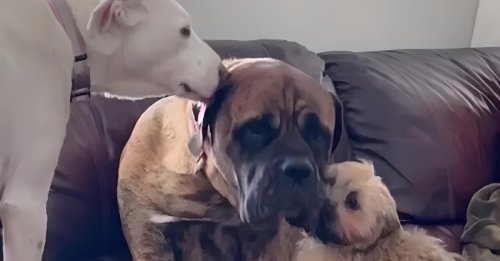 Traumatisé par son passé, un chien anxieux trouve du réconfort auprès de ses congénères (vidéo)