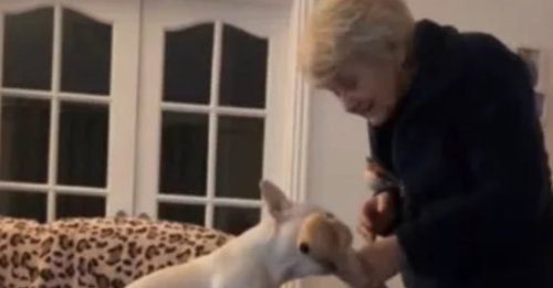 L’amitié émouvante entre une femme venant de perdre son mari et un Bouledogue Français à la recherche d’un foyer aimant (vidéo)