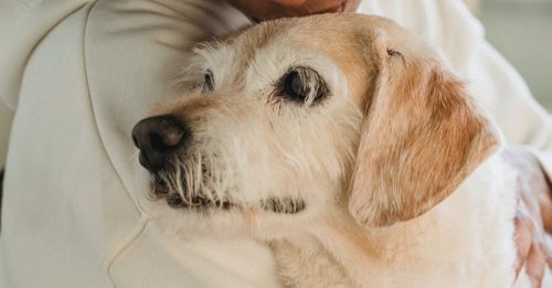 Après 18 mois de relation, son compagnon lui demande d’abandonner son fils et son chien avant d’emménager avec elle