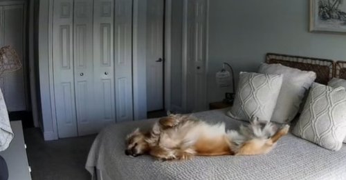 Une propriétaire culpabilise de laisser son chien seul toute la journée, puis découvre son activité favorite grâce à une caméra de surveillance (vidéo)