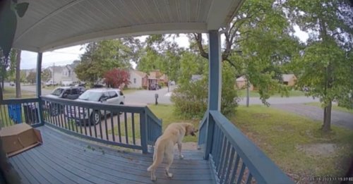 Un chien errant à la recherche d'un foyer transforme son destin en frappant à la bonne porte (vidéo)