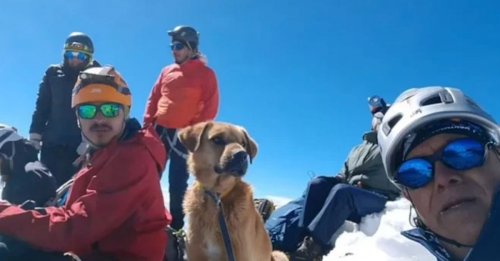 En suivant des alpinistes, ce chien perdu à plus de 5 000 mètres d'altitude chemine vers une vie meilleure