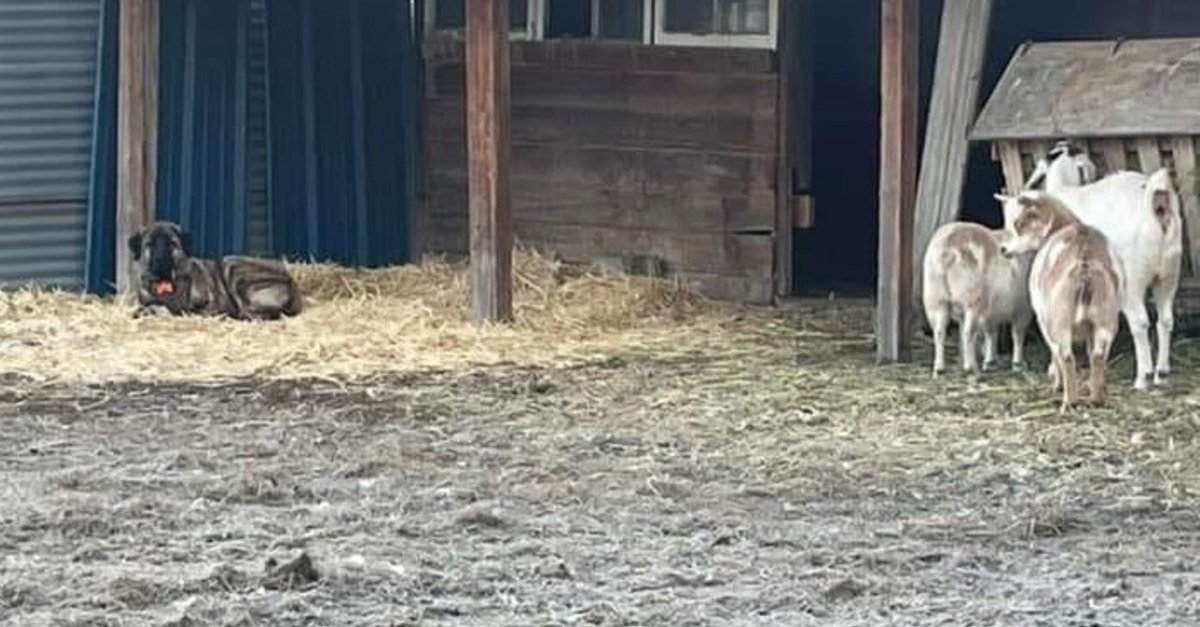 Un couple de fermiers oublie de fermer son portail et découvre un chien errant au milieu de son troupeau, comme s’il les avait choisis