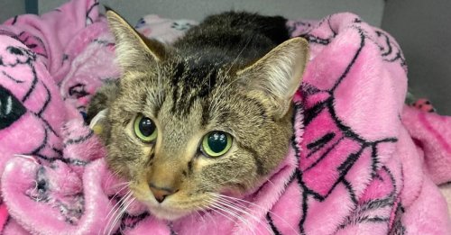 Un chat errant à 6 pattes, hospitalisé pour retirer ses membres en trop, attend désormais sa famille pour la vie