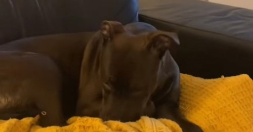 En arrivant dans leur Airbnb, ils découvrent une chienne seule et des consignes étranges pour prendre soin d’elle