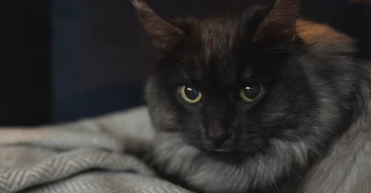 L'évolution émouvante de l'attitude de ce chat sénior ayant trouvé une nouvelle famille après le deuil (vidéo)