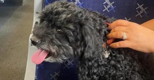 Une chienne monte dans un train et s'invite à une sortie entre amies à l'insu de sa famille
