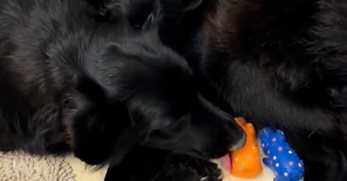 Une chienne en mal de maternité couve des cochons en plastique avant d’avoir enfin son propre chiot à aimer (vidéo)