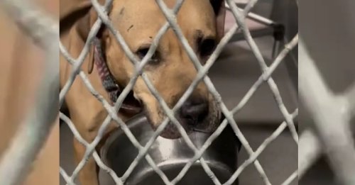 Ce chien de refuge attendant le grand jour depuis 5 ans se console en traînant sa gamelle préférée partout