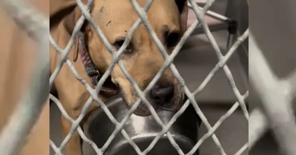 Ce chien de refuge attendant le grand jour depuis 5 ans se console en traînant sa gamelle préférée partout