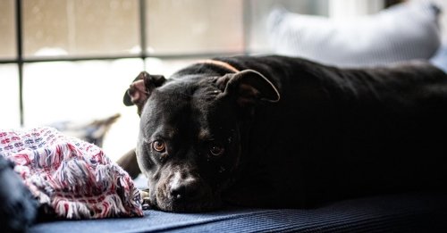 Un nouveau départ pour King, chien patient ayant passé plus de 500 jours au refuge