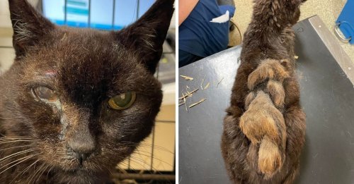 Des bénévoles aux petits soins avec un chat senior laissé dans le pire état qu'ils aient jamais vu (vidéo)