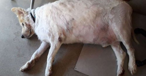 Un chien sénior qui souffrait d'obésité peut courir de nouveau après avoir perdu près de la moitié de son poids initial