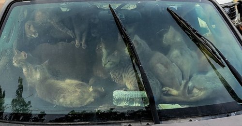 Près de 50 chats découverts dans une voiture garée en plein soleil sur une aire de repos