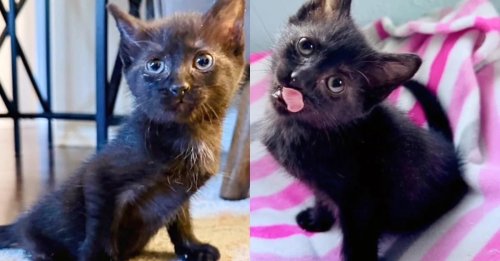 Une inconnue découvre une chatte à 2 pattes près d'une école qui étonne tout le monde en trouvant des alternatives pour être autonome