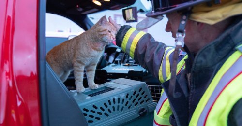 Après avoir aidé les pompiers lors d’un accident, ce chat errant et serviable reçoit une récompense inestimable