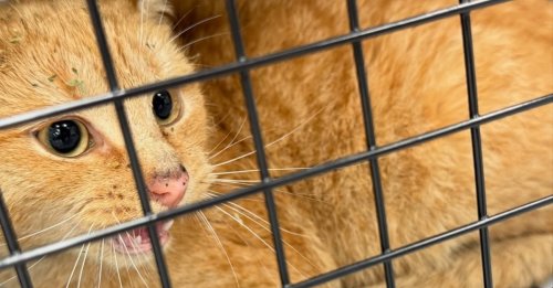 Ils pensaient sauver une chatte gestante, mais c’est un autre félin qui a été capturé et sauvé