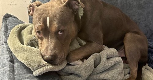 36 heures après avoir été enlevé, puis retrouvé seul dans un parc, ce Pitbull retrouve son maître grâce à l’immense générosité de 2 bienfaiteurs (vidéo)