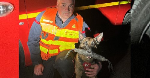 Le chien des pompiers lancé sur les traces d'un homme en détresse psychologique disparu remplit brillamment sa mission en 30 minutes
