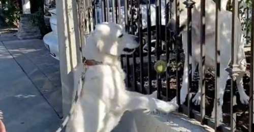 Lors de chaque promenade matinale, cette chienne Golden Retriever reçoit une balle de tennis de la part de son « petit ami » (vidéo)