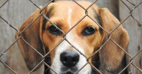 Produits ménagers et essais sur les animaux : l'enquête d'une association fait froid dans le dos
