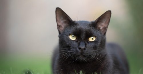Les policiers enquêtent sur le cas de Milo, un chat retrouvé transpercé d'une flèche