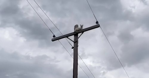 Perché au sommet d’un poteau électrique pour faire sa sieste, ce chat provoque innocemment une panne d’électricité dans son quartier (vidéo)