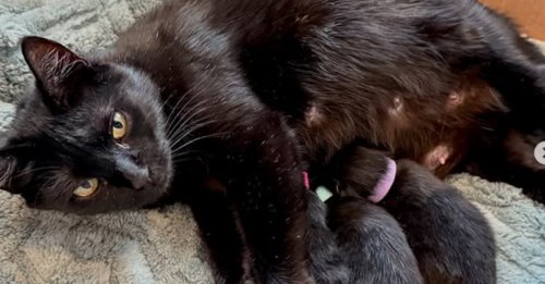 17 étapes ont été nécessaires pour transporter une chatte gestante vers son lieu d’accouchement